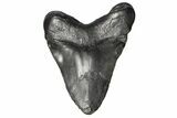 Bargain, Fossil Megalodon Tooth - South Carolina #168876-2